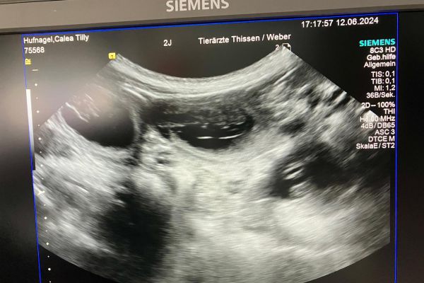 ultraschall_20240618_119721339640C9CDF9-995A-9BE5-9186-81639C6B8E92.jpg