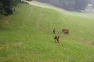 Welpentreffen A-Wurf Juni 2016_2