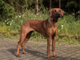 welpentreffen_a-wurf_juni_2016_23_20210219_1952922114