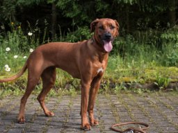 welpentreffen_a-wurf_juni_2016_27_20210219_1917120284