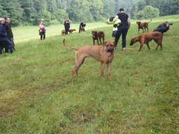 welpentreffen_a-wurf_juni_2016_6_20210219_1025644745