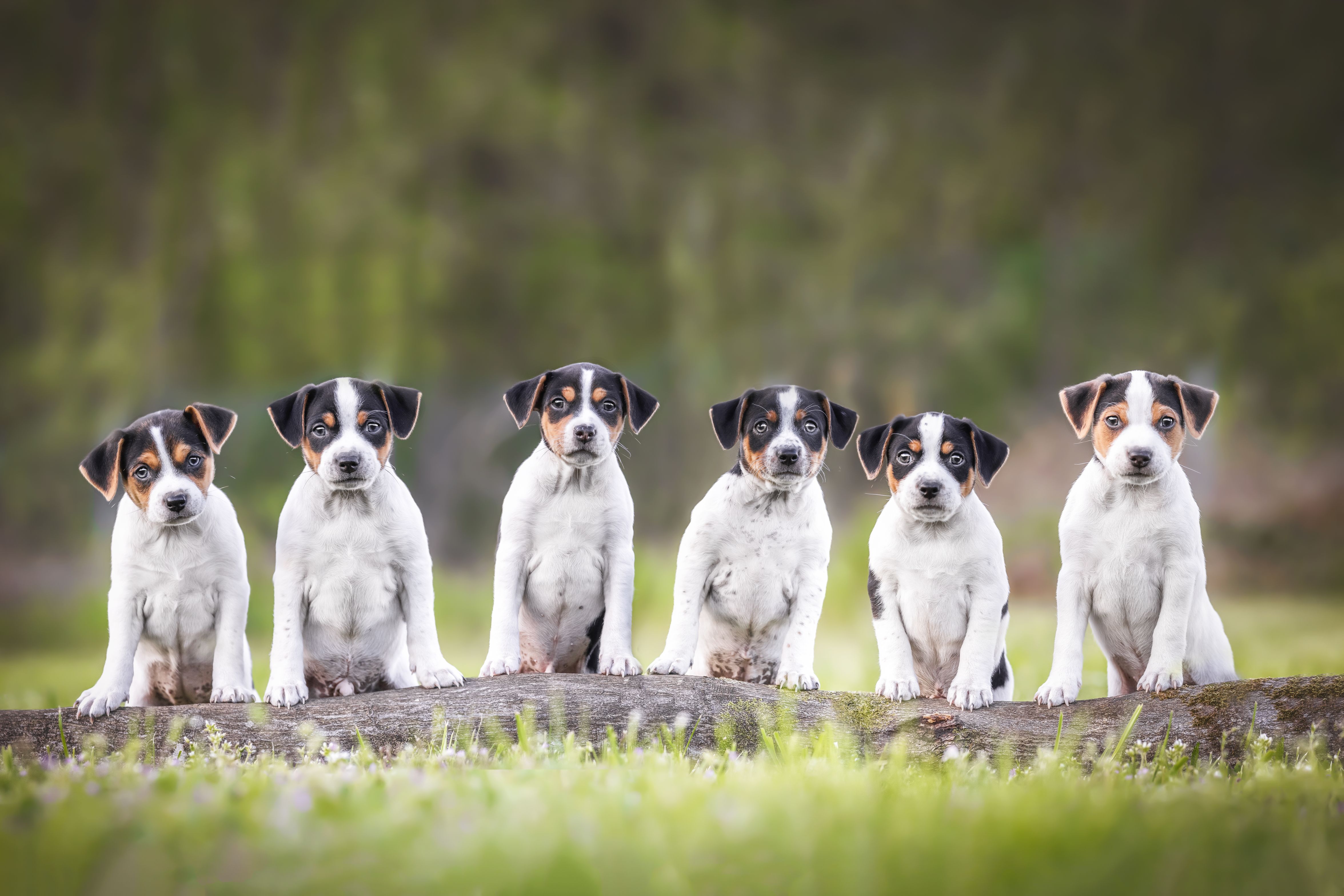 D_Litter_1